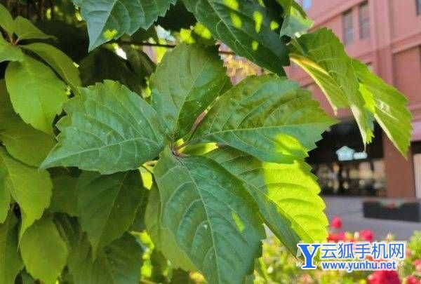 荣耀70Pro+拍照怎么样-拍照测评