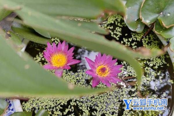 华为nova10Pro拍照怎么样-摄像评测(2/2)