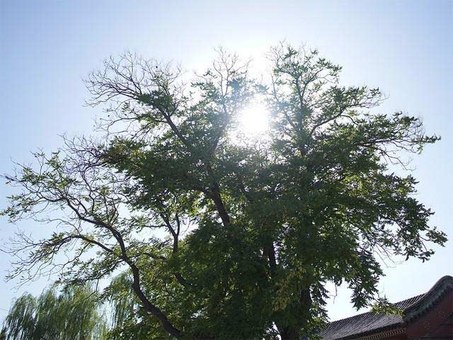超广角定焦镜头 索尼 E 15mm F1.4G 评测 (图文详细)(3/5)