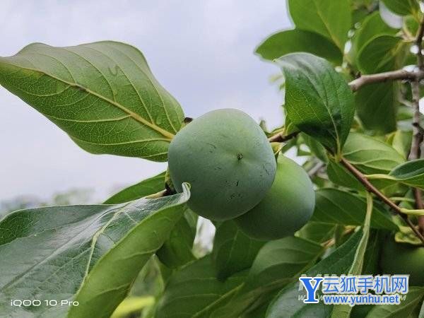 iQOO10Pro全面评测-性能深度测评