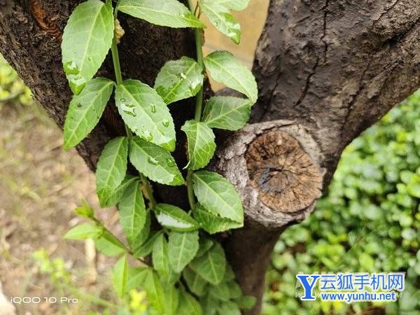 iQOO10Pro全面评测-性能深度测评(4/5)